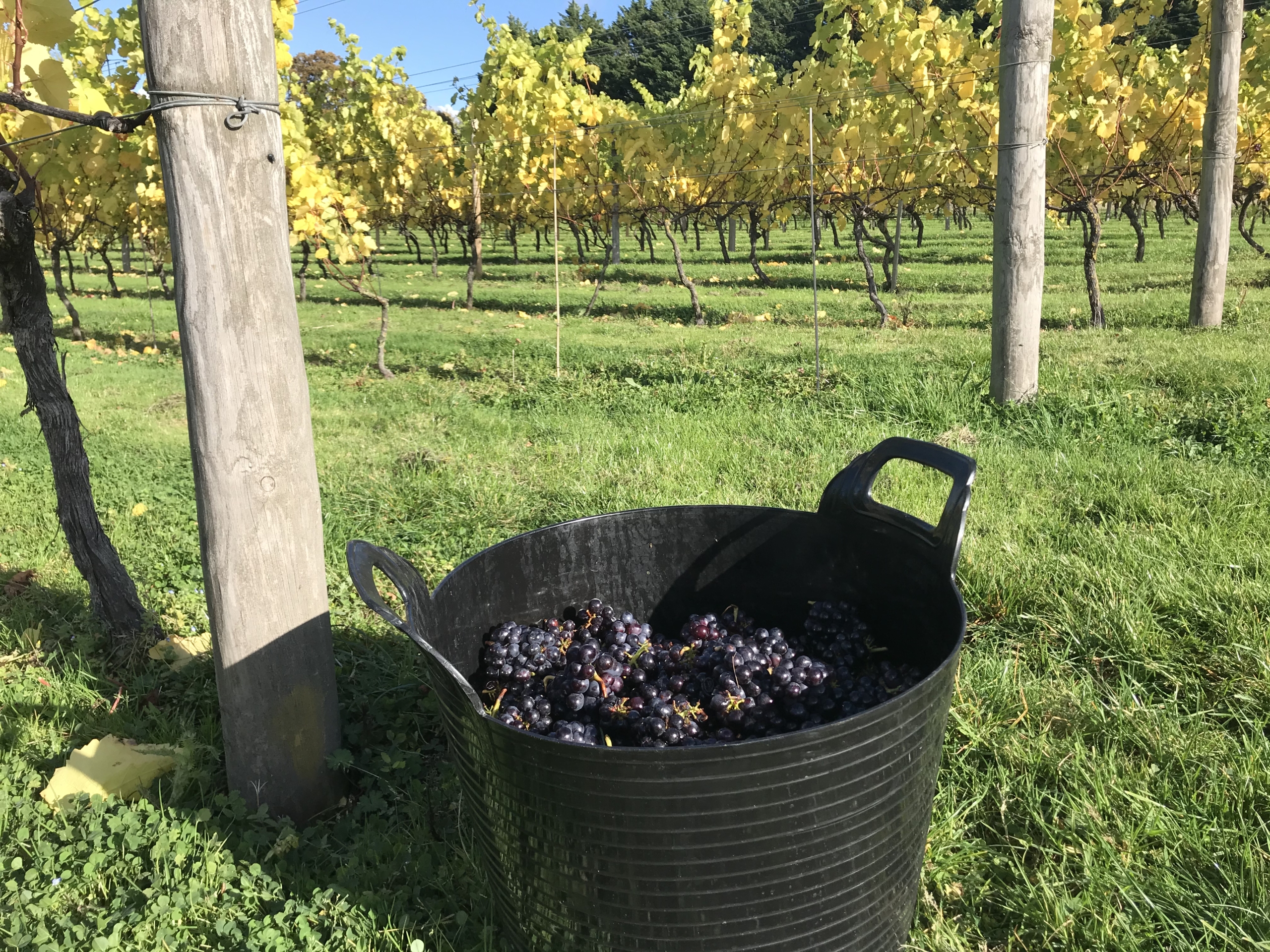 bin-black-grapes