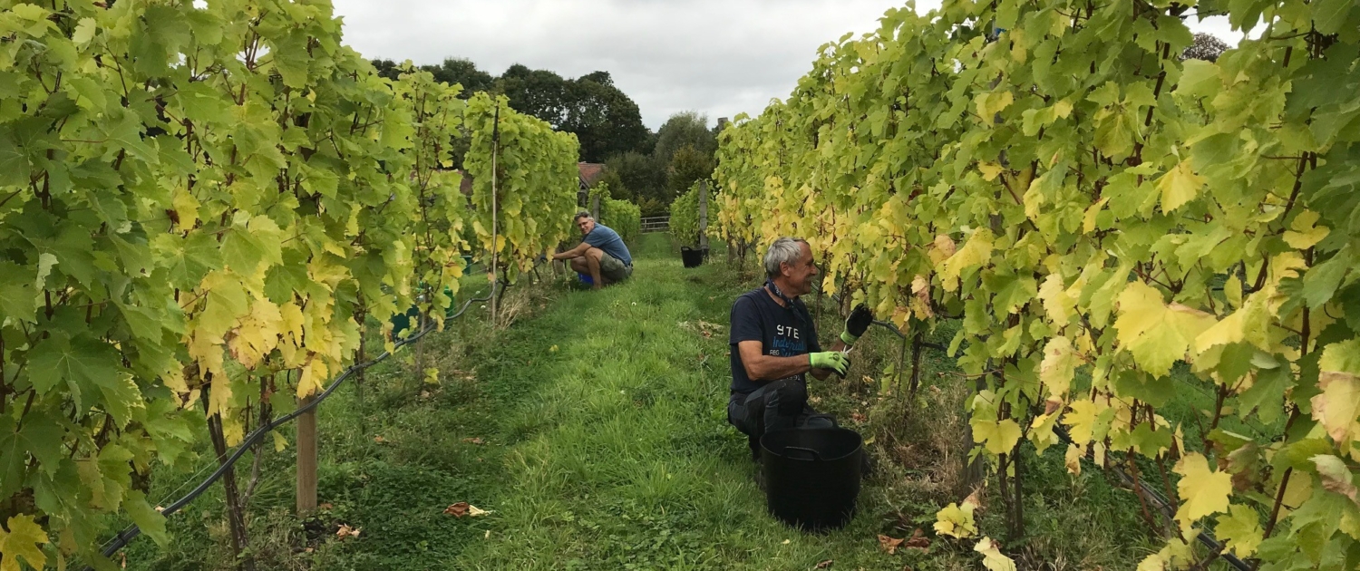 vineyard work