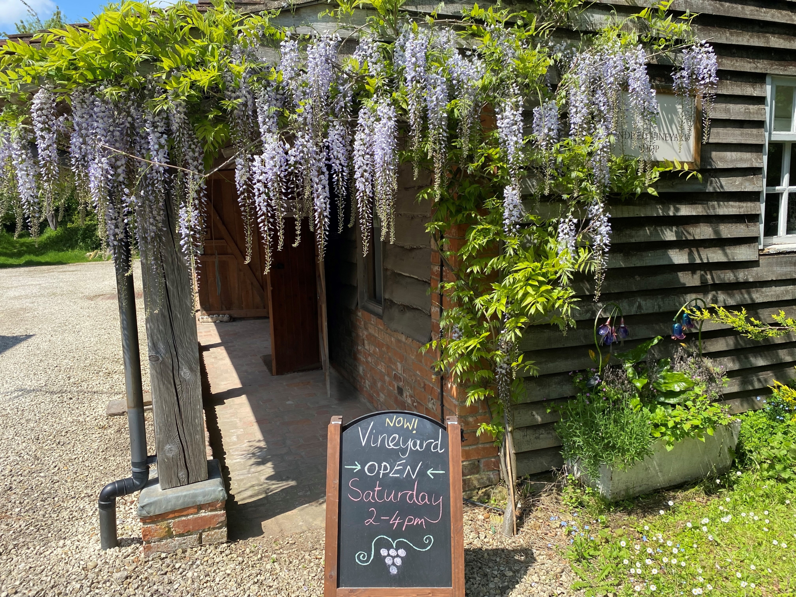 wisteria2